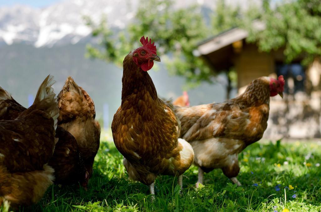 Farm stay Kleintodlinggut Leogang