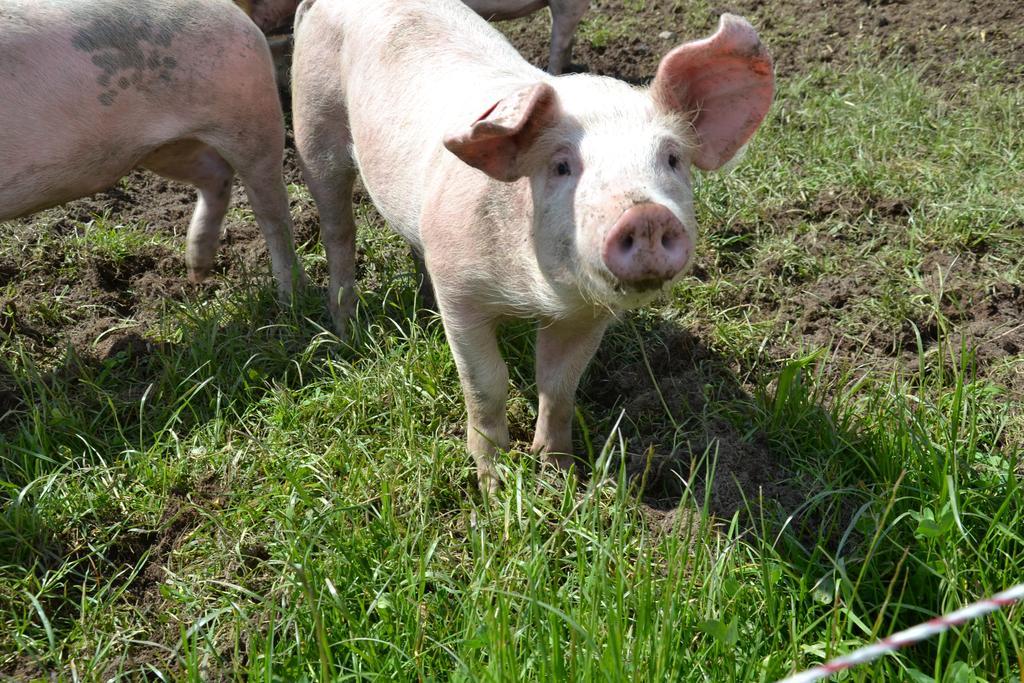 Kleintodlinggut Farm stay